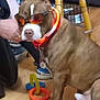 dog, sunglasses, glowing_collar, brown_dog, indoor, wooden_floor, toys, person, sitting, collar, orange, blue, hand, shoe, furniture, pet, domestic_animal, floor, leash, indoor_lighting