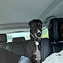 dog, car, interior, seat, woman, sunglasses, collar, window, road, headrest, black_dog, white_patch, pet, passenger, travel, daylight, casual, portrait, looking, adult