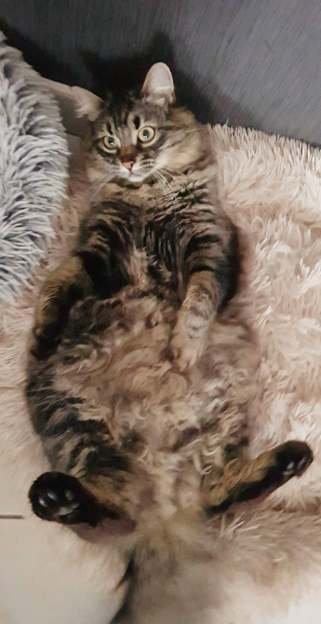 Akira participe au concours pour gagner de l'argent avec cette photo : british_longhair, carnivore, cat, cat_bed, claw, comfort, domestic_short_haired_cat, felidae, fur, iris, pattern, paw, plant, small_to_medium_sized_cats, snout, tail, terrestrial_animal, tree, whiskers, wildlife