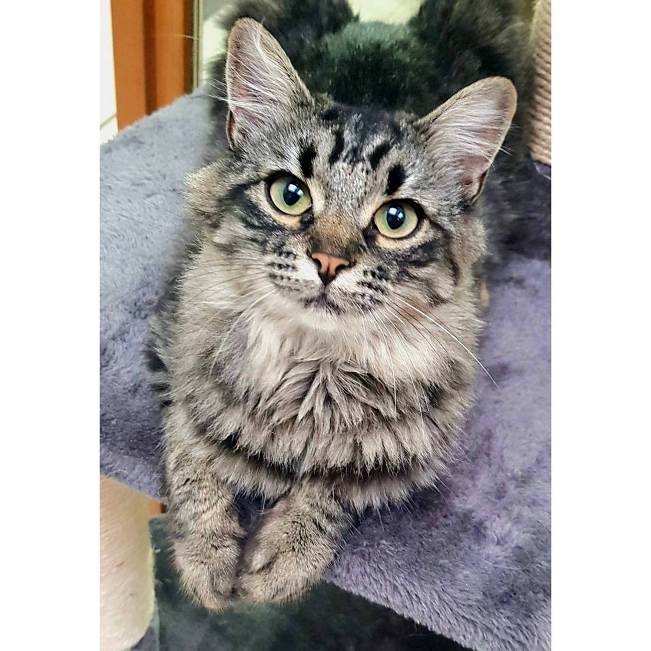 Akira a rejoint le concours — aidez-le/la à gagner de superbes lots ! carnivore, cat, domestic_short_haired_cat, felidae, fur, paw, photo_caption, rectangle, small_to_medium_sized_cats, snout, square, terrestrial_animal, whiskers, wildlife, window