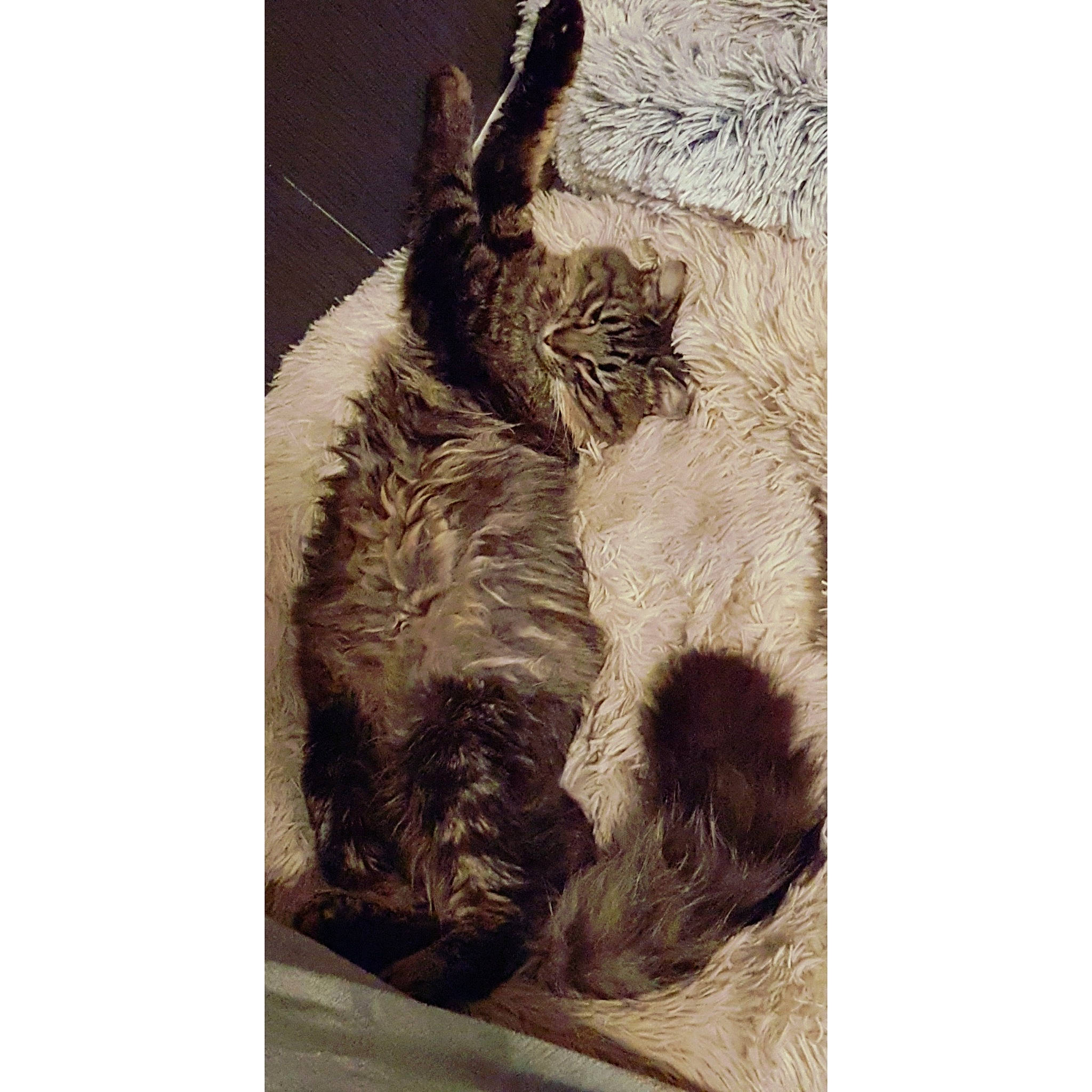 Akira participe au concours pour gagner de l'argent avec cette photo : art, canidae, carnivore, cat, domestic_short_haired_cat, felidae, font, fur, gesture, happy, hare, illustration, painting, paw, photo_caption, small_to_medium_sized_cats, snout, stock_photography, tail, whiskers