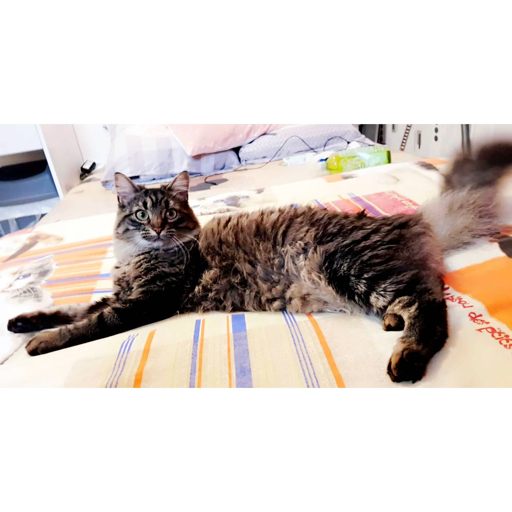 Akira a rejoint le concours — aidez-le/la à gagner de superbes lots ! beauty, carnivore, cat, comfort, event, felidae, fur, mammal, metal, paw, photo_caption, rectangle, room, small_to_medium_sized_cats, square, vehicle, vertebrate, whiskers