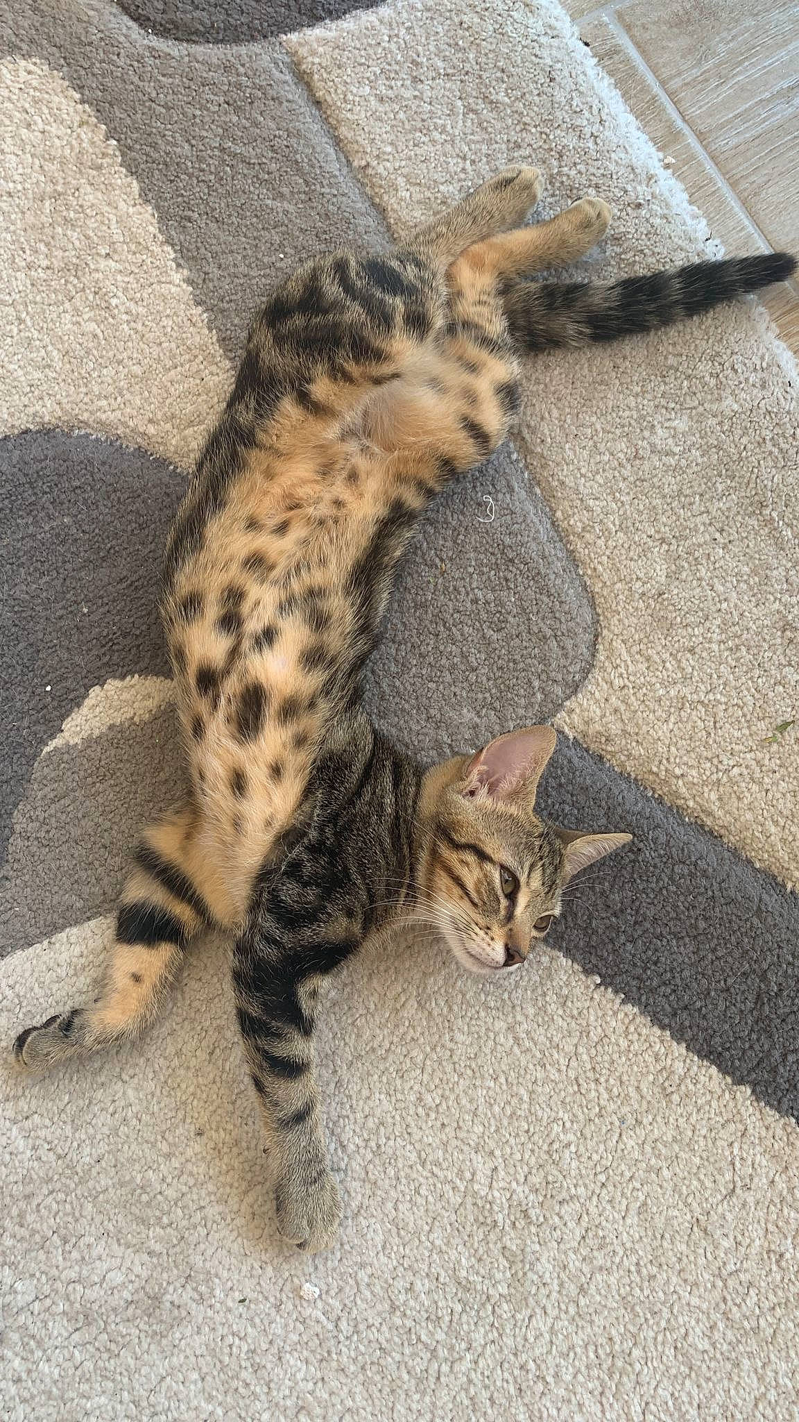 Pistache a rejoint le concours — aidez-le/la à gagner de superbes lots ! carnivore, cat, claw, domestic_short_haired_cat, felidae, fur, paw, road_surface, sand, small_to_medium_sized_cats, snout, tail, terrestrial_animal, whiskers, wildlife