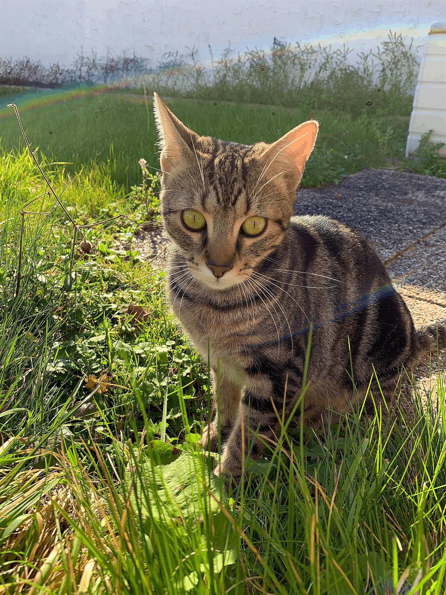 Pistache a rejoint le concours — aidez-le/la à gagner de superbes lots ! carnivore, cat, domestic_short_haired_cat, fawn, felidae, fur, grass, grass_family, grassland, groundcover, lawn, plant, poales, sky, small_to_medium_sized_cats, snout, tail, terrestrial_animal, whiskers, wildlife