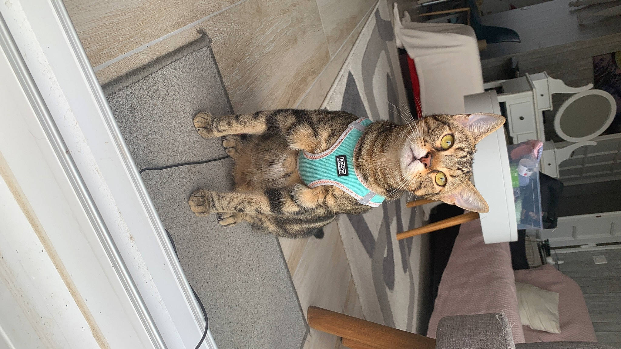 Pistache participe au concours pour gagner de l'argent avec cette photo : canidae, carnivore, cat, collar, companion_dog, dog, dog_breed, domestic_short_haired_cat, fawn, felidae, fur, kitchen_appliance, machine, small_to_medium_sized_cats, sporting_group, tail, vehicle, whiskers