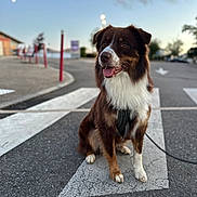 Marley participe au concours pour gagner de l'argent avec cette photo : dog, animal, pet, brown, white, sitting, outdoor, street, asphalt, arrow, leash, happy, tongue_out, blurred_background, sky, pole, side_view, daylight, canine, road