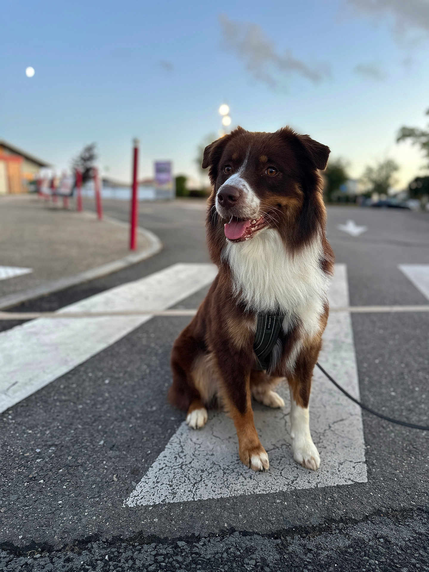 Marley