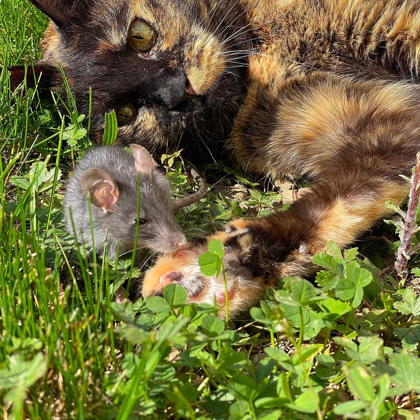 La Merdouille participe au concours pour gagner de l'argent avec cette photo : animal, cat, field, flower, grass, grassland, green, herbal, herbs, kitten, leaf, manx, nature, outdoors, pet, plant, rat, rodent, soil, vegetation