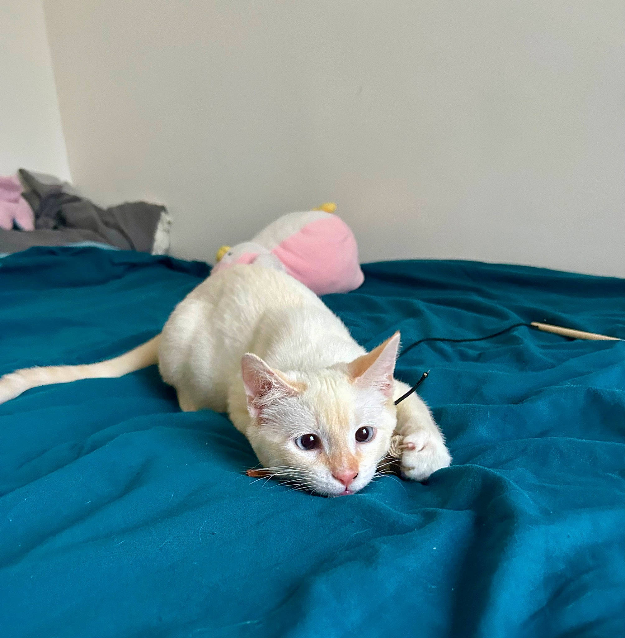 Bobby participe au concours pour gagner de l'argent avec cette photo : bed, bed_sheet, bedding, blanket, carnivore, cat, comfort, couch, domestic_short_haired_cat, fawn, felidae, fur, linens, nap, paw, room, small_to_medium_sized_cats, tail, textile, whiskers