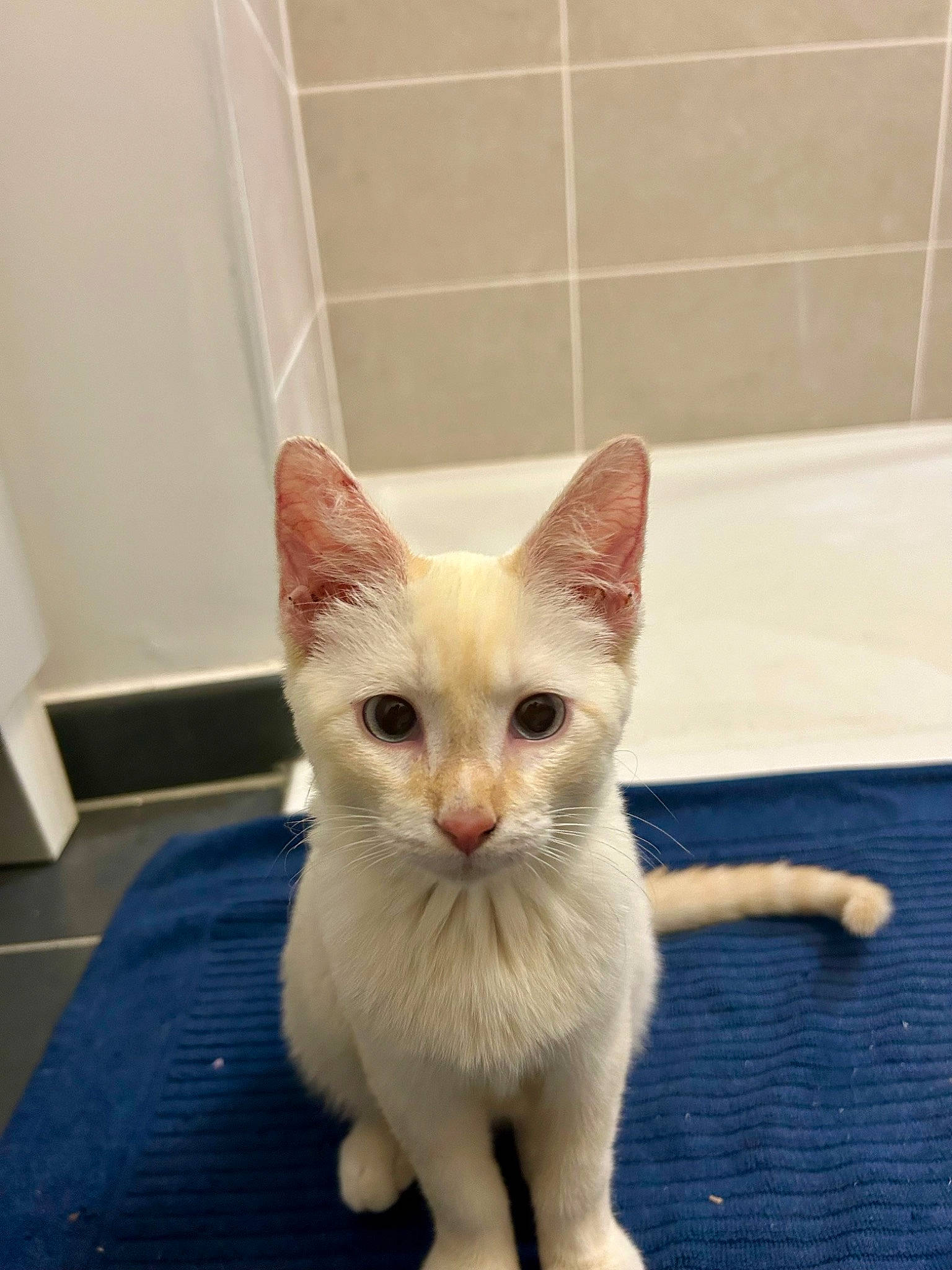 Bobby a rejoint le concours — aidez-le/la à gagner de superbes lots ! bathroom, carnivore, cat, domestic_short_haired_cat, fawn, felidae, flooring, fur, paw, small_to_medium_sized_cats, snout, tail, whiskers