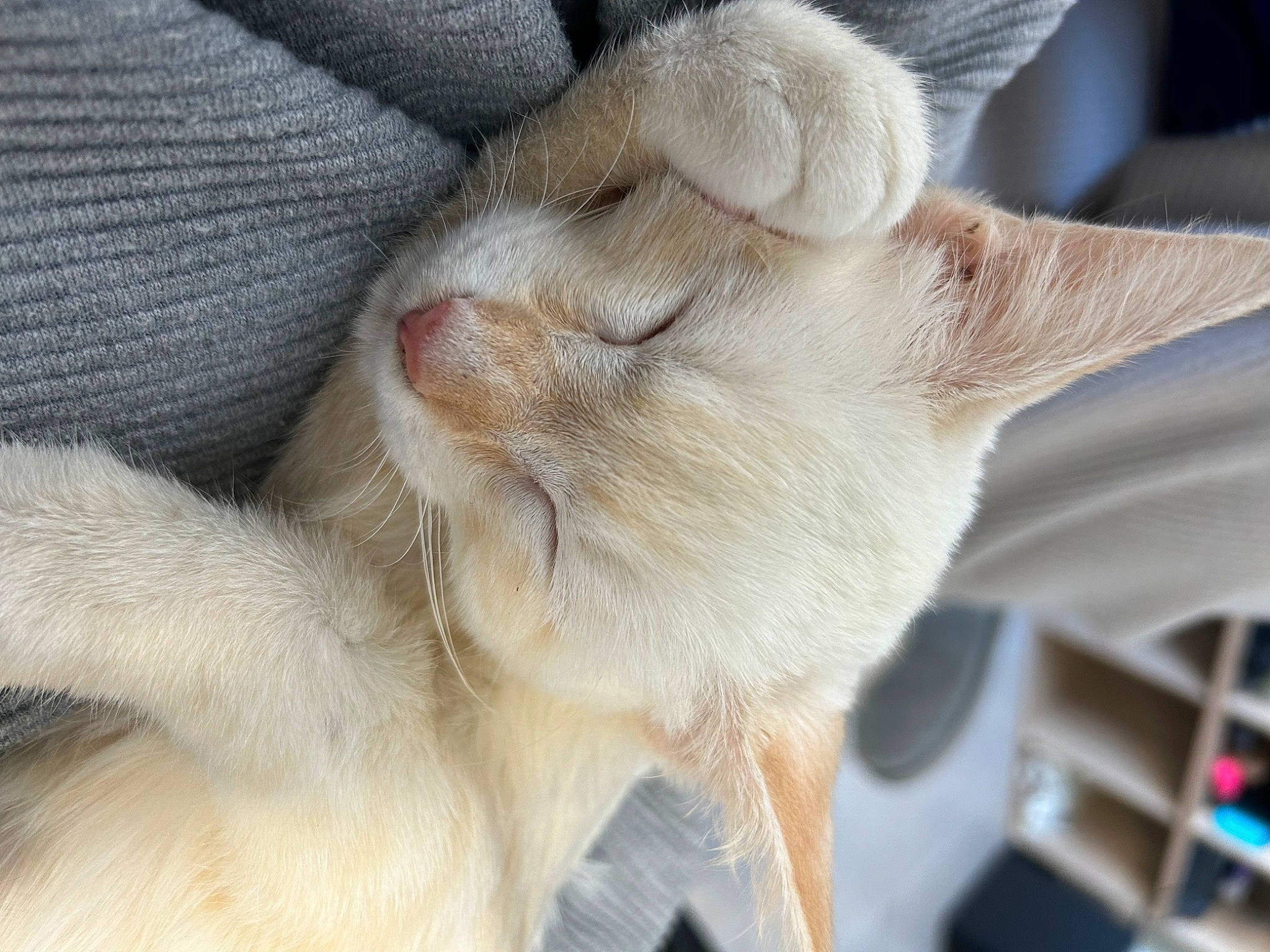 Bobby participe au concours pour gagner de l'argent avec cette photo : carnivore, cat, claw, comfort, domestic_rabbit, ear, fawn, felidae, fur, gesture, nap, paw, rabbit, rabbits_and_hares, shelf, small_to_medium_sized_cats, snout, tail, terrestrial_animal, whiskers