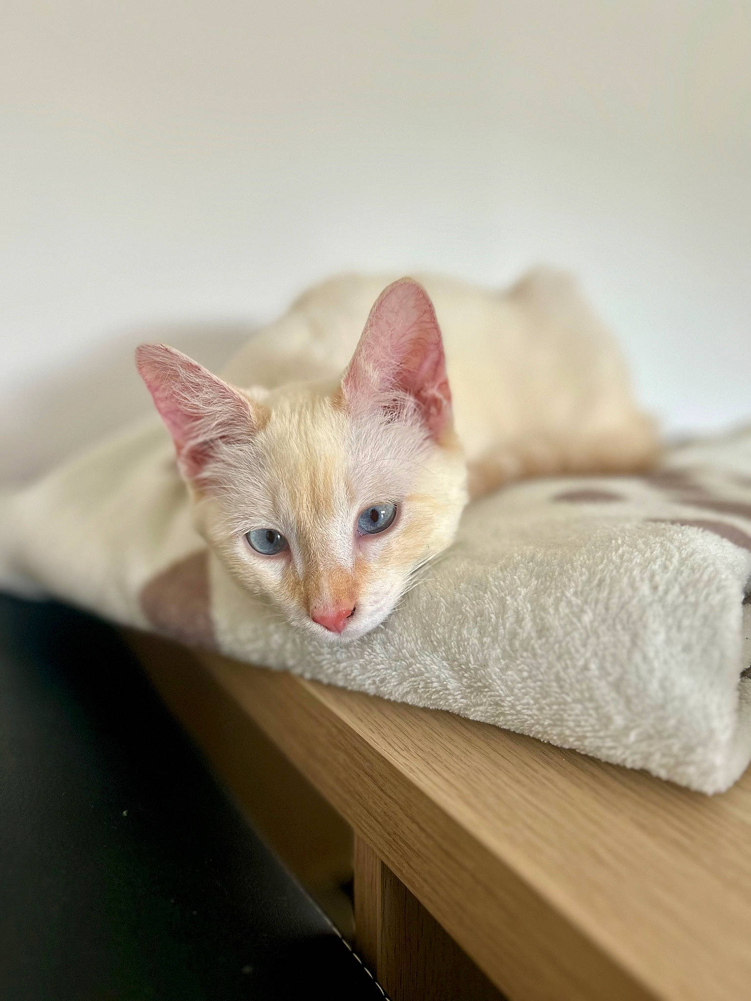 Bobby a rejoint le concours — aidez-le/la à gagner de superbes lots ! carnivore, cat, claw, comfort, domestic_short_haired_cat, fawn, felidae, fur, hardwood, paw, small_to_medium_sized_cats, snout, tail, terrestrial_animal, whiskers, wood