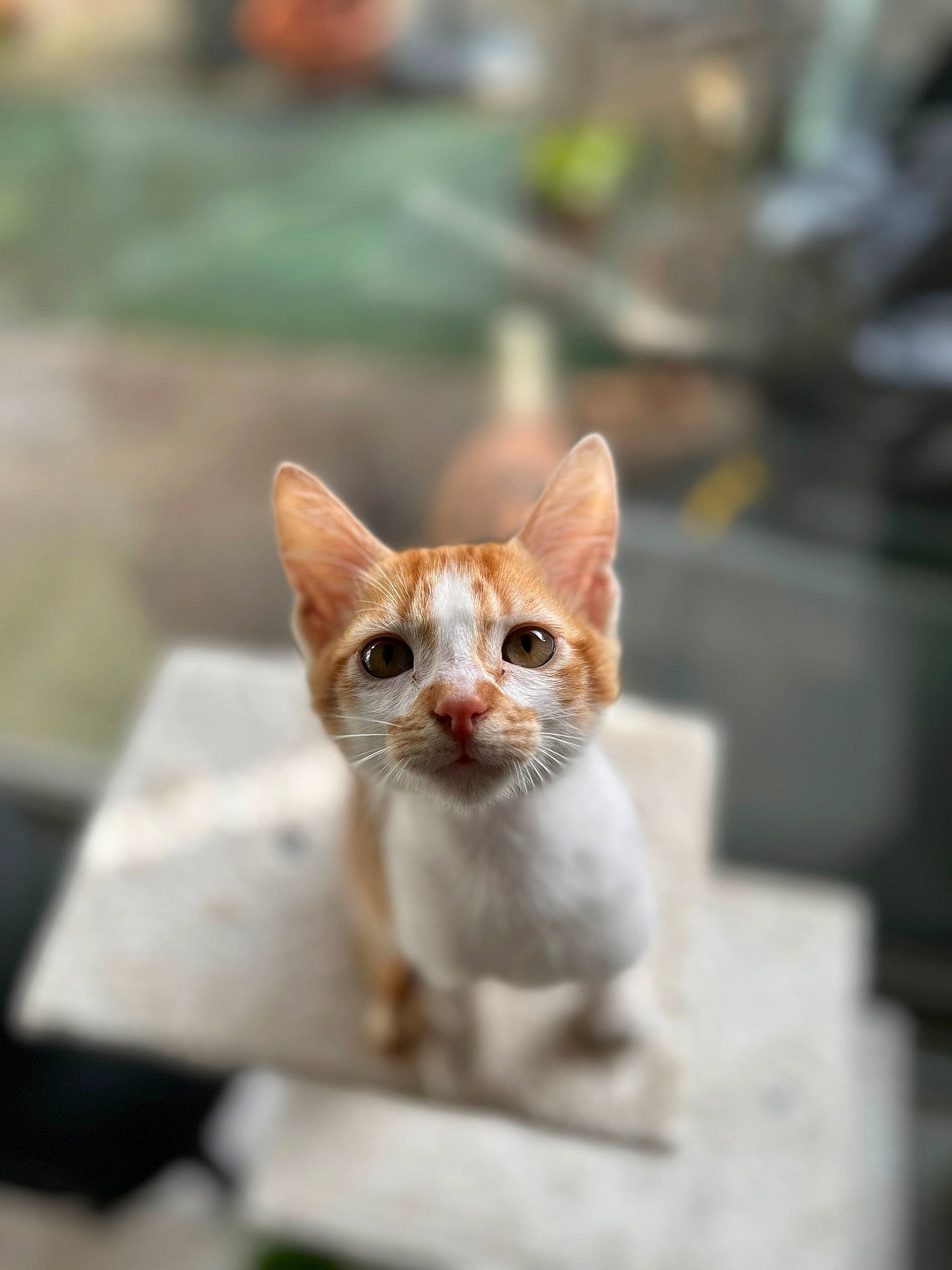 Lino participe au concours pour gagner de l'argent avec cette photo : carnivore, cat, domestic_short_haired_cat, fawn, felidae, fur, grass, small_to_medium_sized_cats, snout, tail, terrestrial_animal, whiskers, wildlife