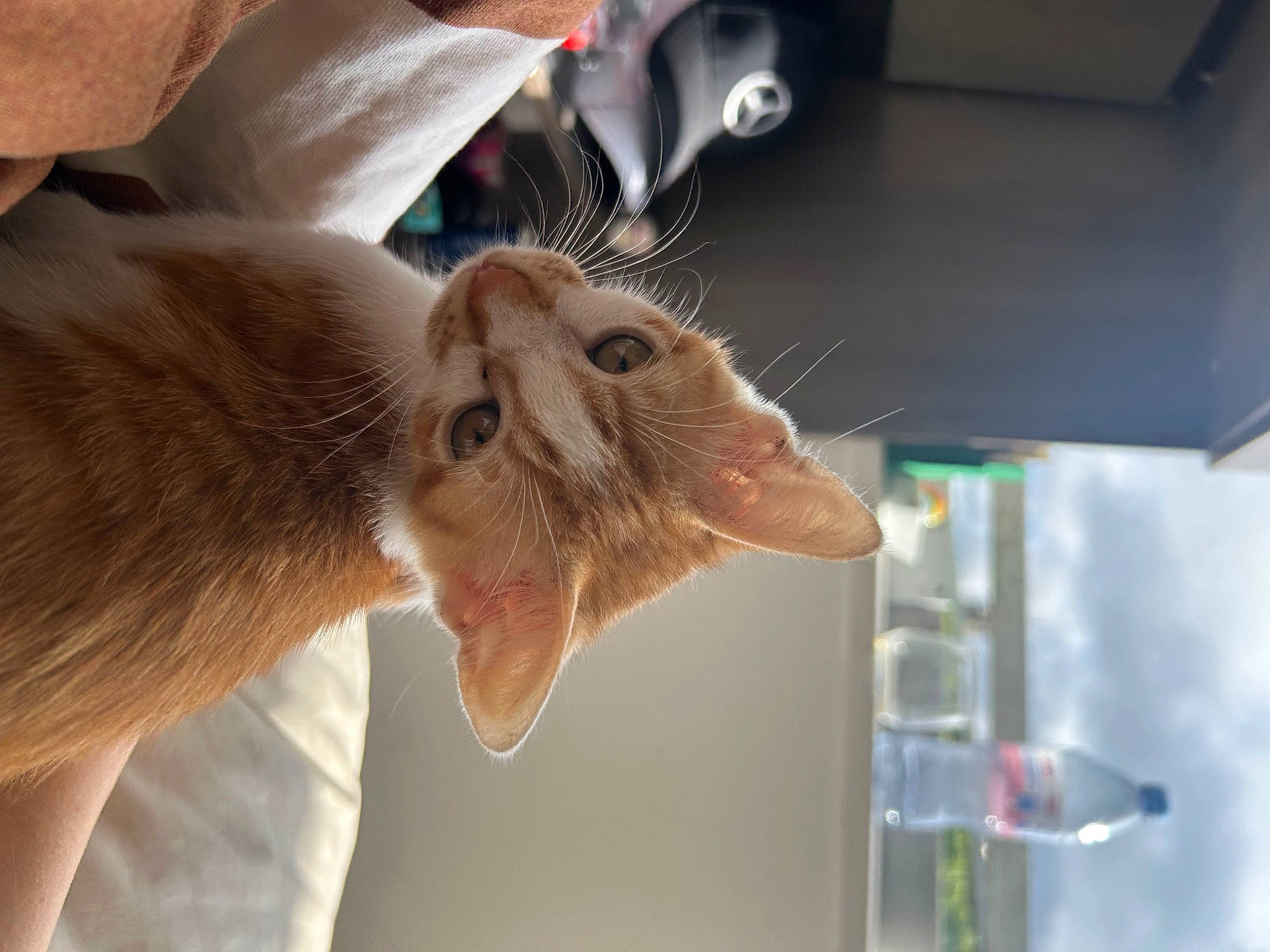 Lino a rejoint le concours — aidez-le/la à gagner de superbes lots ! canidae, carnivore, cat, claw, domestic_short_haired_cat, ear, fawn, felidae, fur, gesture, mammal, paw, plant, small_to_medium_sized_cats, snout, tail, terrestrial_animal, whiskers, wildlife