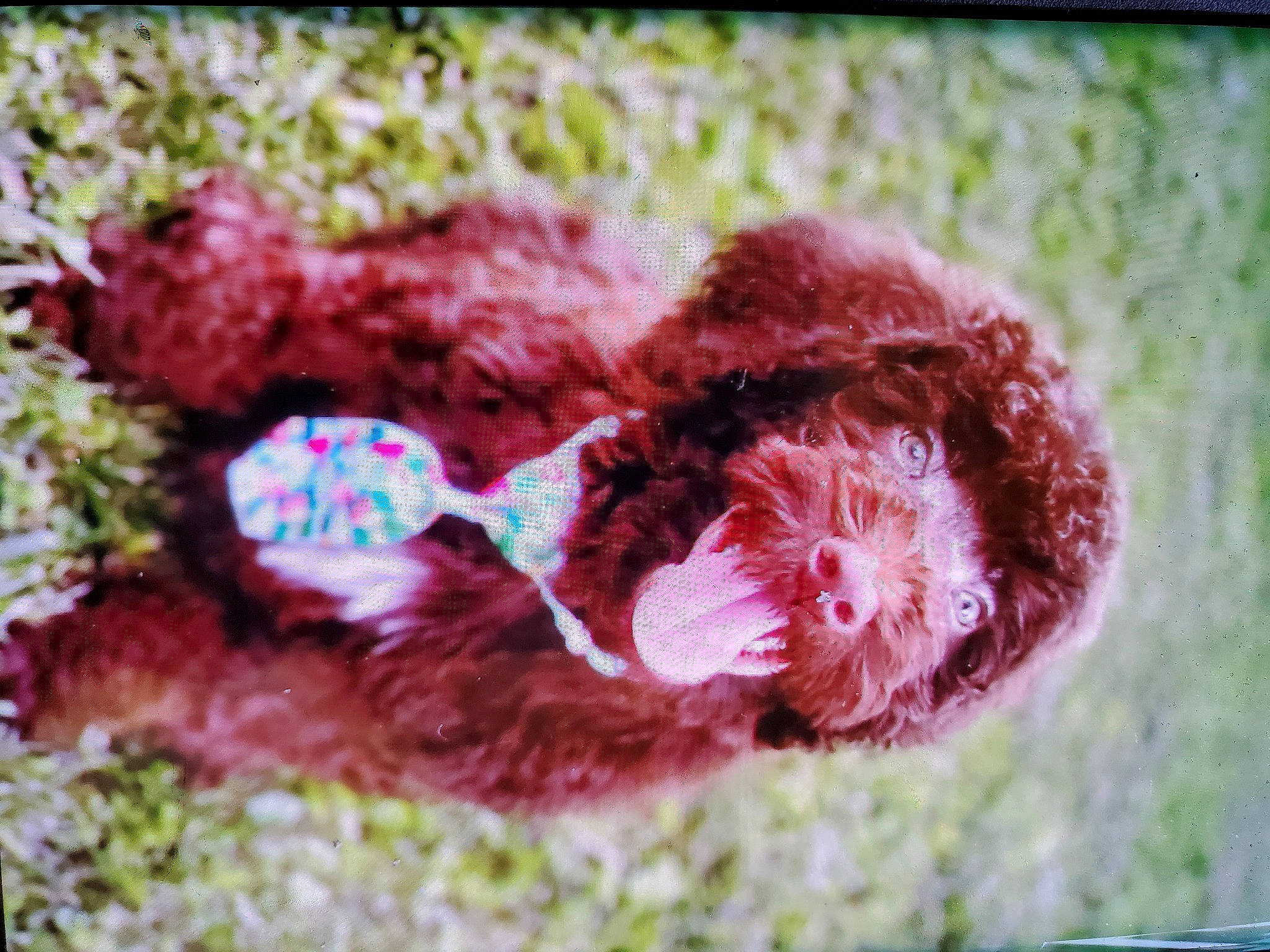 Bently is registered to the contest to win money with this photo: cnidaria, coral, coral_reef, fashion_accessory, fur, grass, invertebrate, liver, magenta, marine_biology, organism, petal, plant, reef, stony_coral, tail, terrestrial_animal, underwater, wildlife, wool