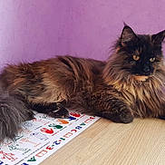 Nayaa participe au concours pour gagner de l'argent avec cette photo : asian_semi_longhair, black_cat, british_semi_longhair, carnivoran, cat, cat_like_mammal, domestic_long_haired_cat, domestic_short_haired_cat, fur, kitten, maine_coon, norwegian_forest_cat, siberian, small_to_medium_sized_cats, whiskers