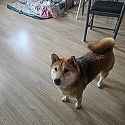 Usko a rejoint le concours — aidez-le/la à gagner de superbes lots ! animal, bed, blanket, canine, chair, cozy, curious, dog, ears, floor, fur, furniture, home, indoor, looking_up, pet, pillow, shiba_inu, tail, wooden_floor