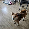 animal, bed, blanket, canine, chair, cozy, curious, dog, ears, floor, fur, furniture, home, indoor, looking_up, pet, pillow, shiba_inu, tail, wooden_floor