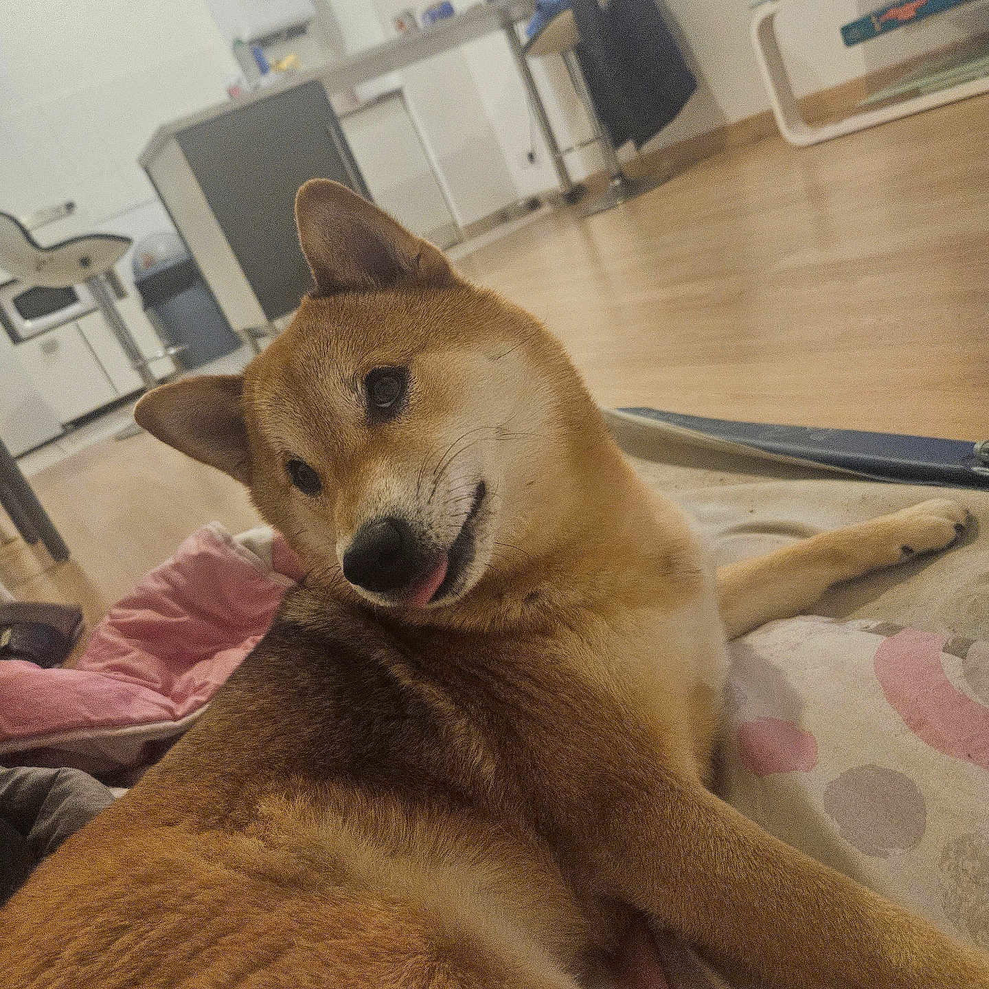 Usko