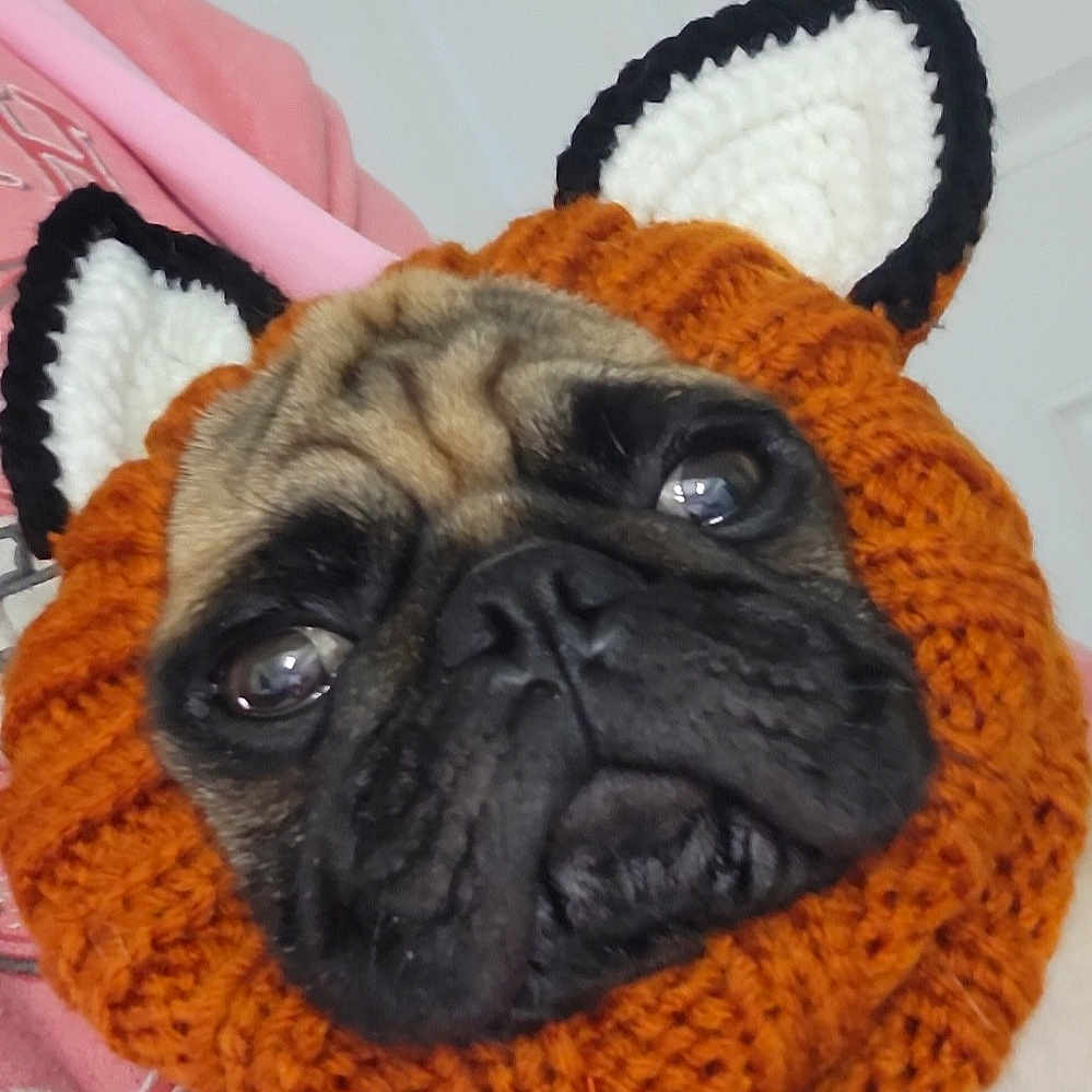 Brantley is registered to the contest to win money with this photo: canidae, carnivore, companion_dog, dog, dog_breed, event, fawn, flooring, fur, linens, pug, snout, terrestrial_animal, thread, toy_dog, whiskers, wool, woolen, working_animal, wrinkle