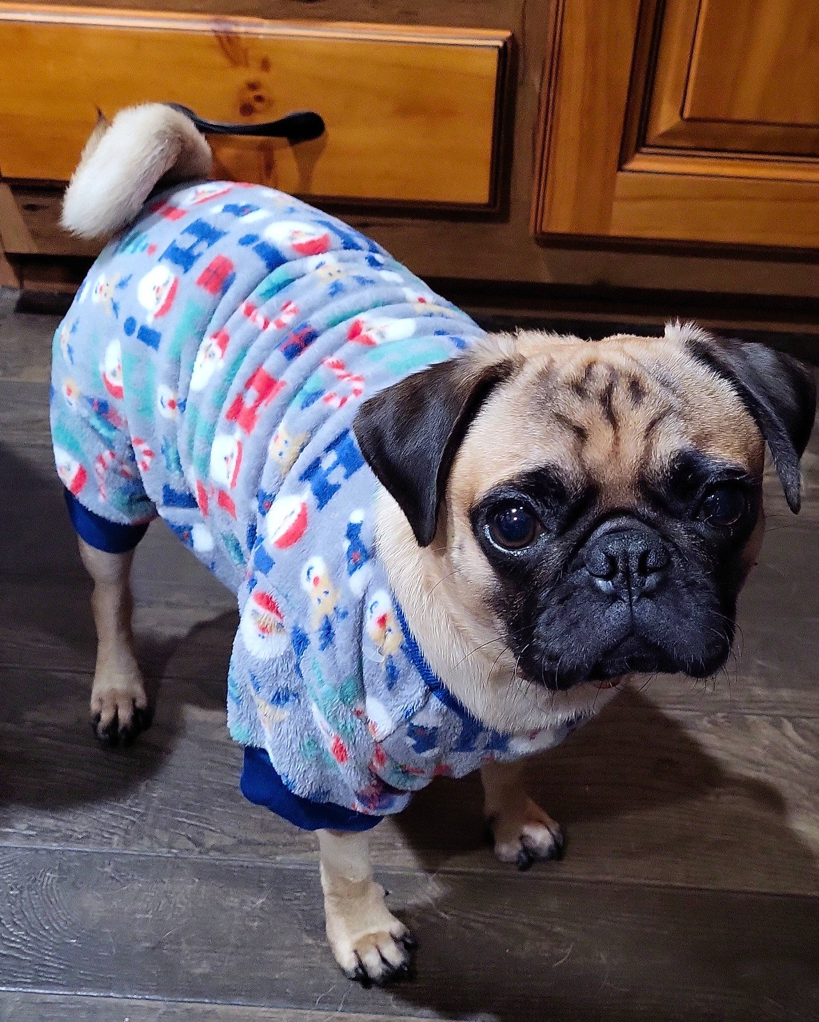 Brantley joined the competition — help win amazing prizes! cabinetry, canidae, carnivore, companion_dog, dog, dog_breed, dog_clothes, drawer, fawn, flooring, fur, pug, snout, sporting_group, t_shirt, toy_dog, vertebrate, wood, working_animal, wrinkle