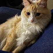 Boo is registered to the contest to win money with this photo: cat, fluffy, cream, white, indoor, couch, furniture, pet, animal, relaxed, cozy, closeup, portrait, fur, whiskers, ears, eyes, soft_light, home, resting