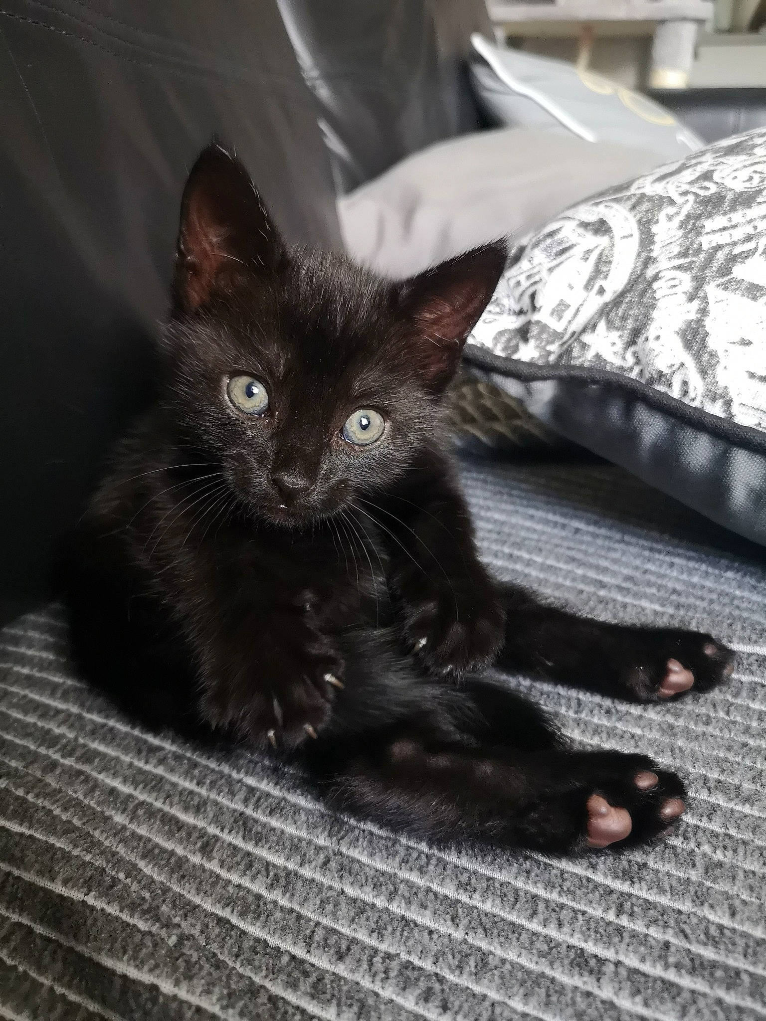 Bellatrix joined the competition — help win amazing prizes! asian, black, black_and_white, black_cat, bombay, carnivore, cat, claw, domestic_short_haired_cat, eye, felidae, havana_brown, kitten, mammal, oriental_longhair, polydactyl_cat, small_to_medium_sized_cats, snout, vertebrate, whiskers