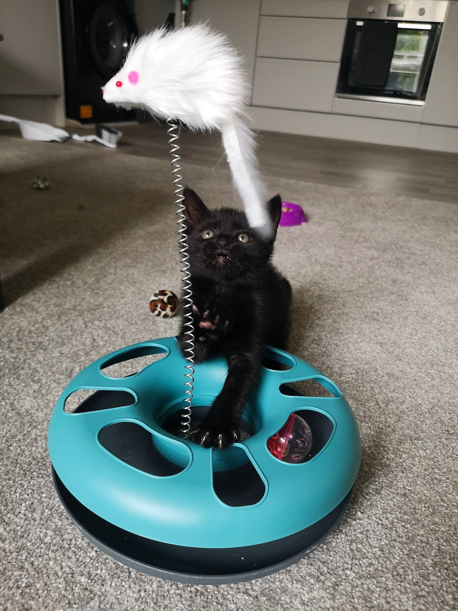 Bellatrix joined the competition — help win amazing prizes! cat, felidae, fur, kitten, pink, small_to_medium_sized_cats, tail, whiskers