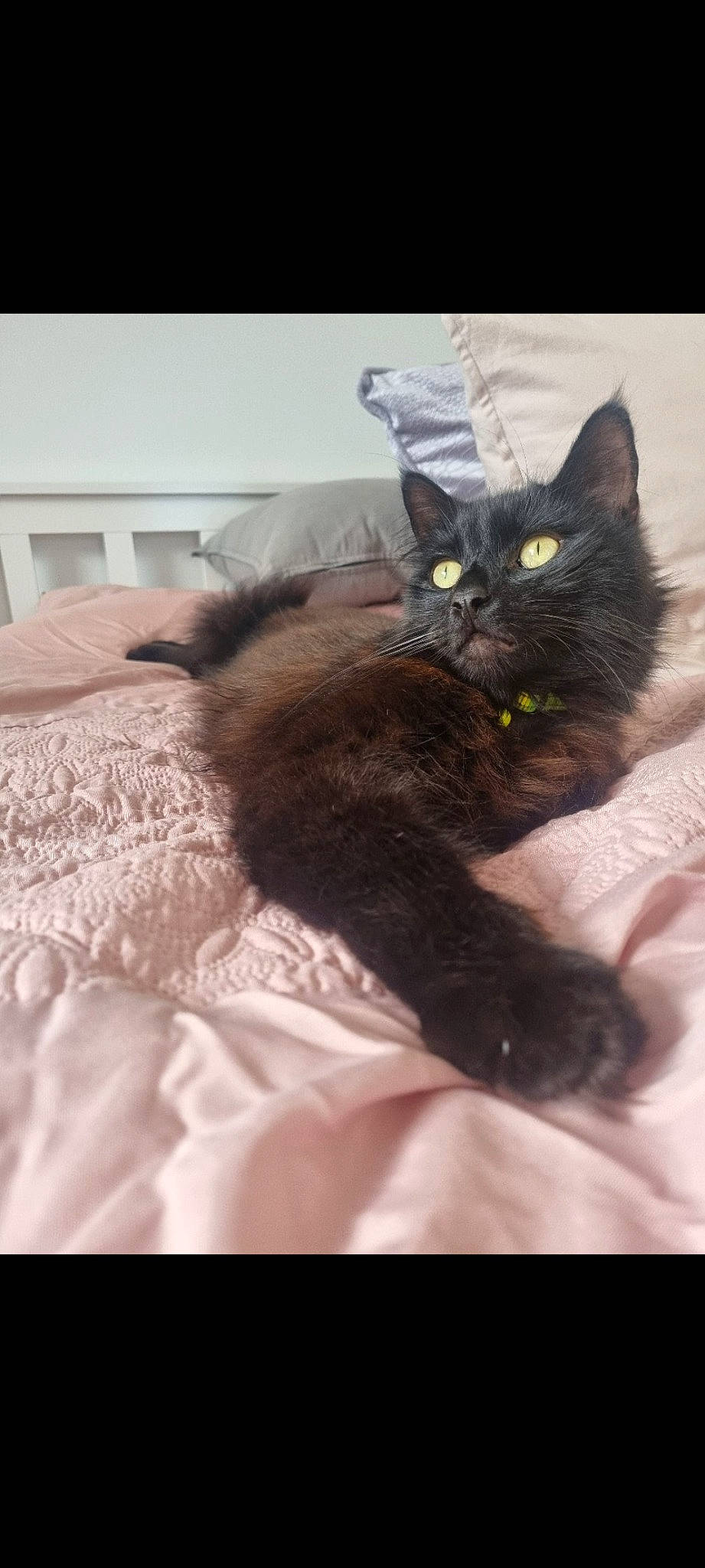 Asha joined the competition — help win amazing prizes! black_cat, carnivore, cat, claw, comfort, domestic_short_haired_cat, ear, eye, felidae, fur, gesture, grey, leg, linens, paw, sitting, small_to_medium_sized_cats, snout, tail, whiskers