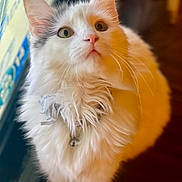 Pee Wee is registered to the contest to win money with this photo: cat, white_cat, fluffy_fur, close_up, indoor, curious, whiskers, collar, bell, window, patterned_curtains, soft_light, pet, feline, looking_up, portrait, domestic_animal, animal, cute, fur