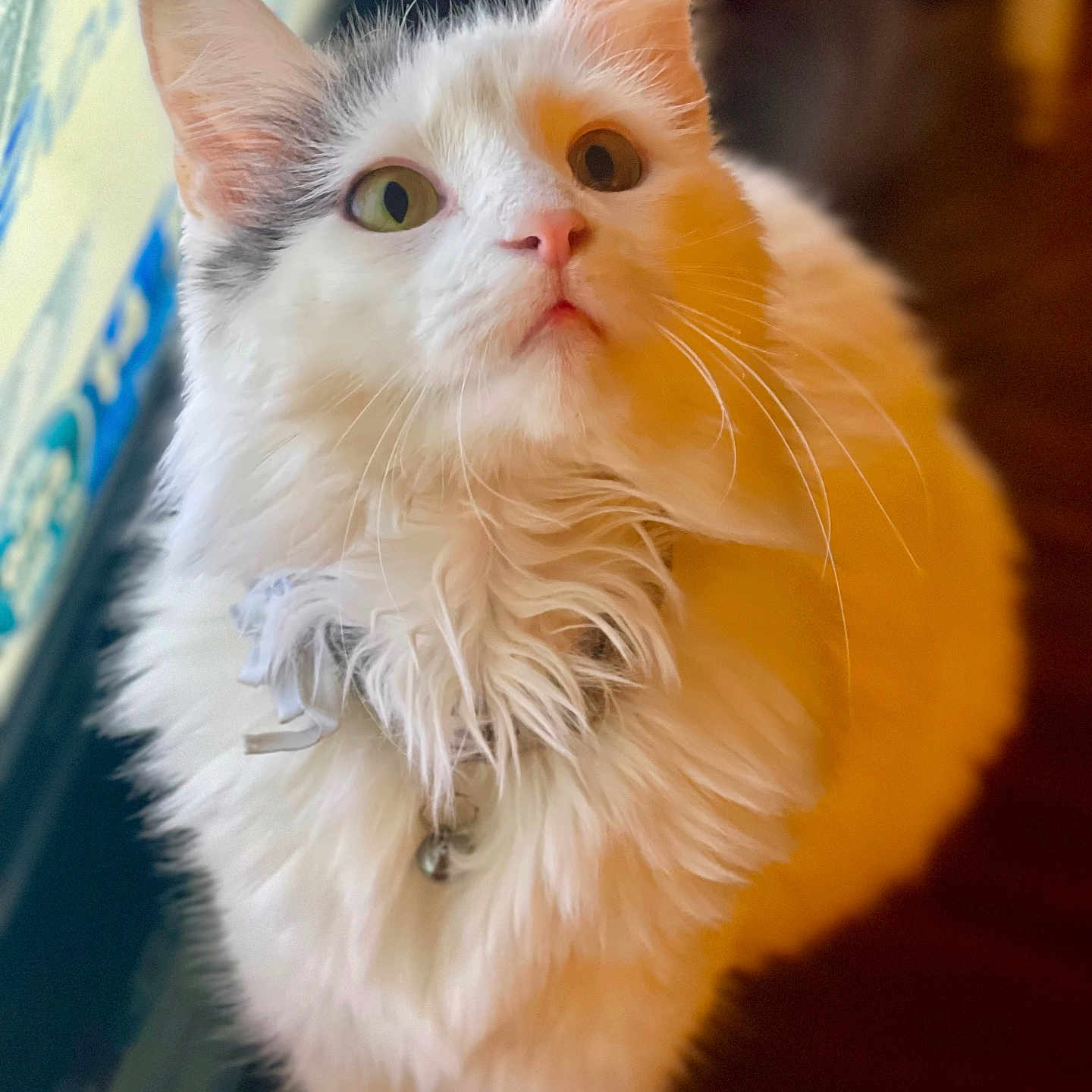 Pee Wee is registered to the contest to win money with this photo: cat, white_cat, fluffy_fur, close_up, indoor, curious, whiskers, collar, bell, window, patterned_curtains, soft_light, pet, feline, looking_up, portrait, domestic_animal, animal, cute, fur