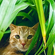 Bullet is registered to the contest to win money with this photo: cat, ginger_cat, pet, animal, green_leaves, foliage, nature, outdoor, close_up, whiskers, eyes, face, fur, plant, curious, hiding, paw, leaf, portrait, cute