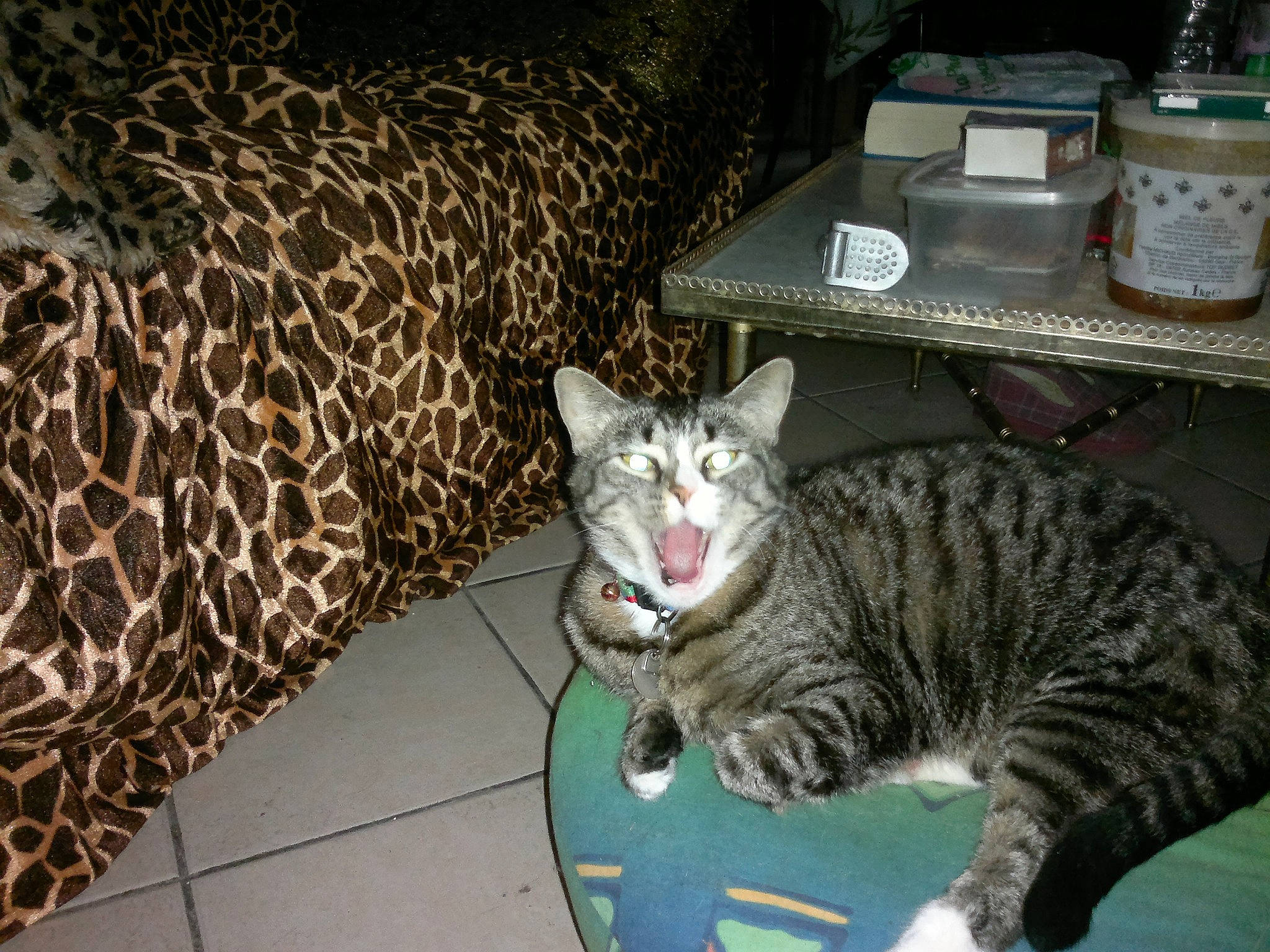 Poussy a rejoint le concours — aidez-le/la à gagner de superbes lots ! aegean_cat, american_shorthair, asian, bengal, california_spangled, carnivore, cat, domestic_short_haired_cat, dragon_li, egyptian_mau, european_shorthair, felidae, mammal, ocicat, pixie_bob, small_to_medium_sized_cats, tabby_cat, toyger, vertebrate, whiskers