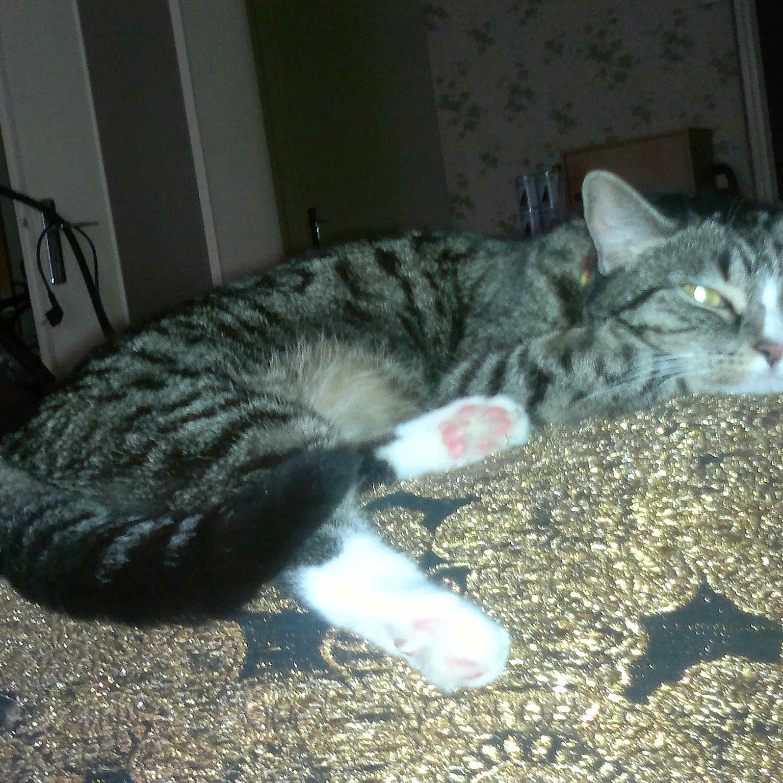Poussy