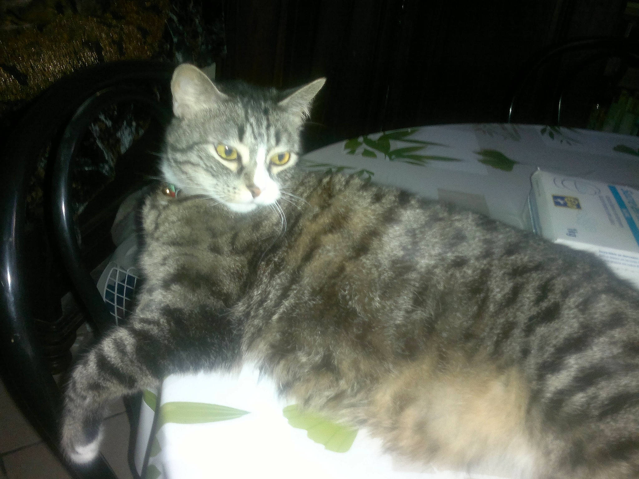 Poussy a rejoint le concours — aidez-le/la à gagner de superbes lots ! american_bobtail, california_spangled, carnivore, cat, domestic_short_haired_cat, dragon_li, european_shorthair, felidae, german_rex, kitten, kurilian_bobtail, mammal, norwegian_forest_cat, ocicat, pixie_bob, small_to_medium_sized_cats, tabby_cat, vertebrate, whiskers, wild_cat