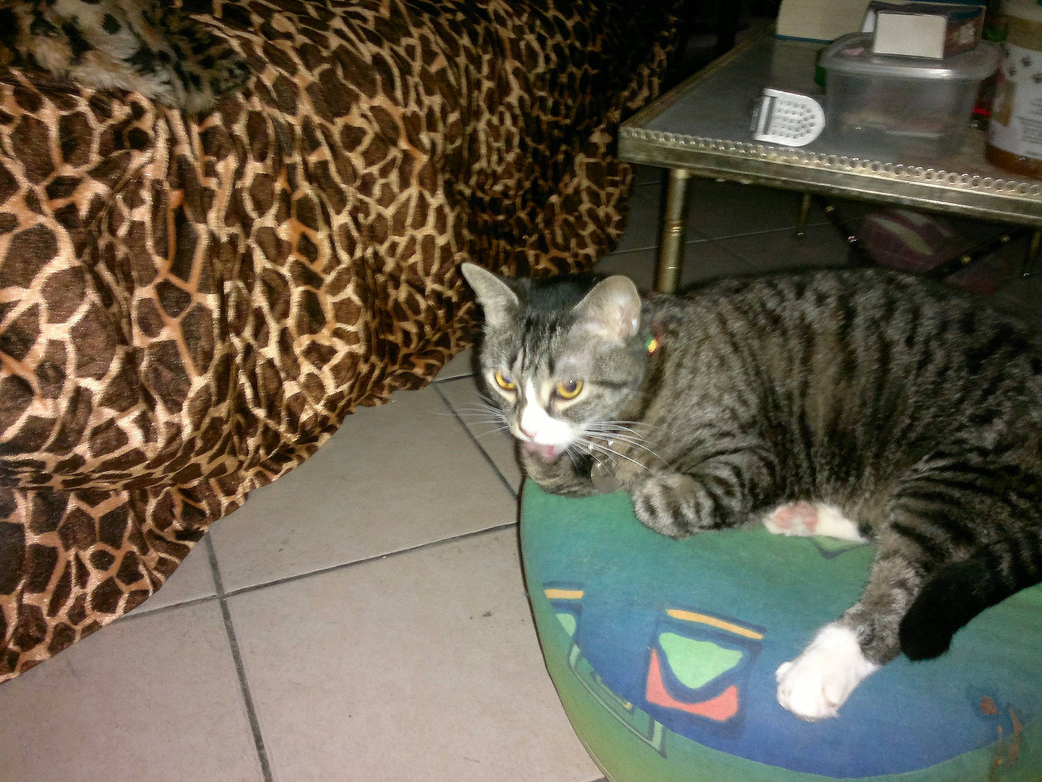 Poussy participe au concours pour gagner de l'argent avec cette photo : asian, bengal, california_spangled, carnivore, cat, domestic_short_haired_cat, dragon_li, egyptian_mau, european_shorthair, felidae, mammal, ocicat, small_to_medium_sized_cats, tabby_cat, toyger, vertebrate, whiskers