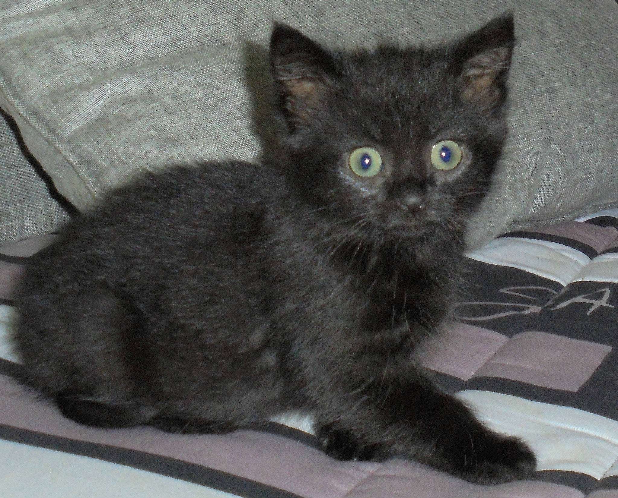 Margot participe au concours pour gagner de l'argent avec cette photo : black_cat, carnivore, cat, chartreux, claw, comfort, domestic_short_haired_cat, eye, felidae, fur, grey, iris, korat, paw, small_to_medium_sized_cats, snout, tail, terrestrial_animal, whiskers