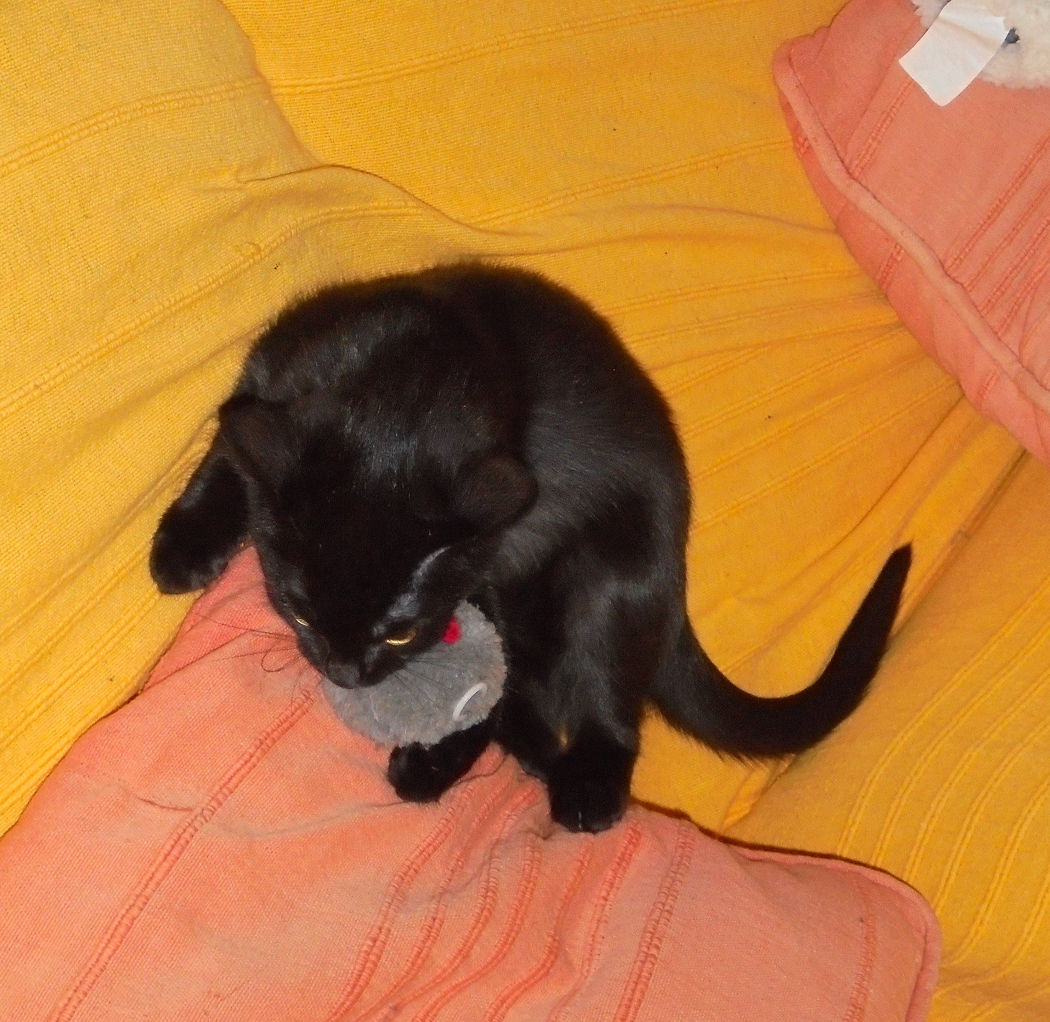 Margot participe au concours pour gagner de l'argent avec cette photo : black_cat, carnivore, cat, comfort, companion_dog, dog_breed, domestic_short_haired_cat, fawn, felidae, floor, flooring, fur, hardwood, small_to_medium_sized_cats, snout, sporting_group, tail, terrestrial_animal, whiskers, wood