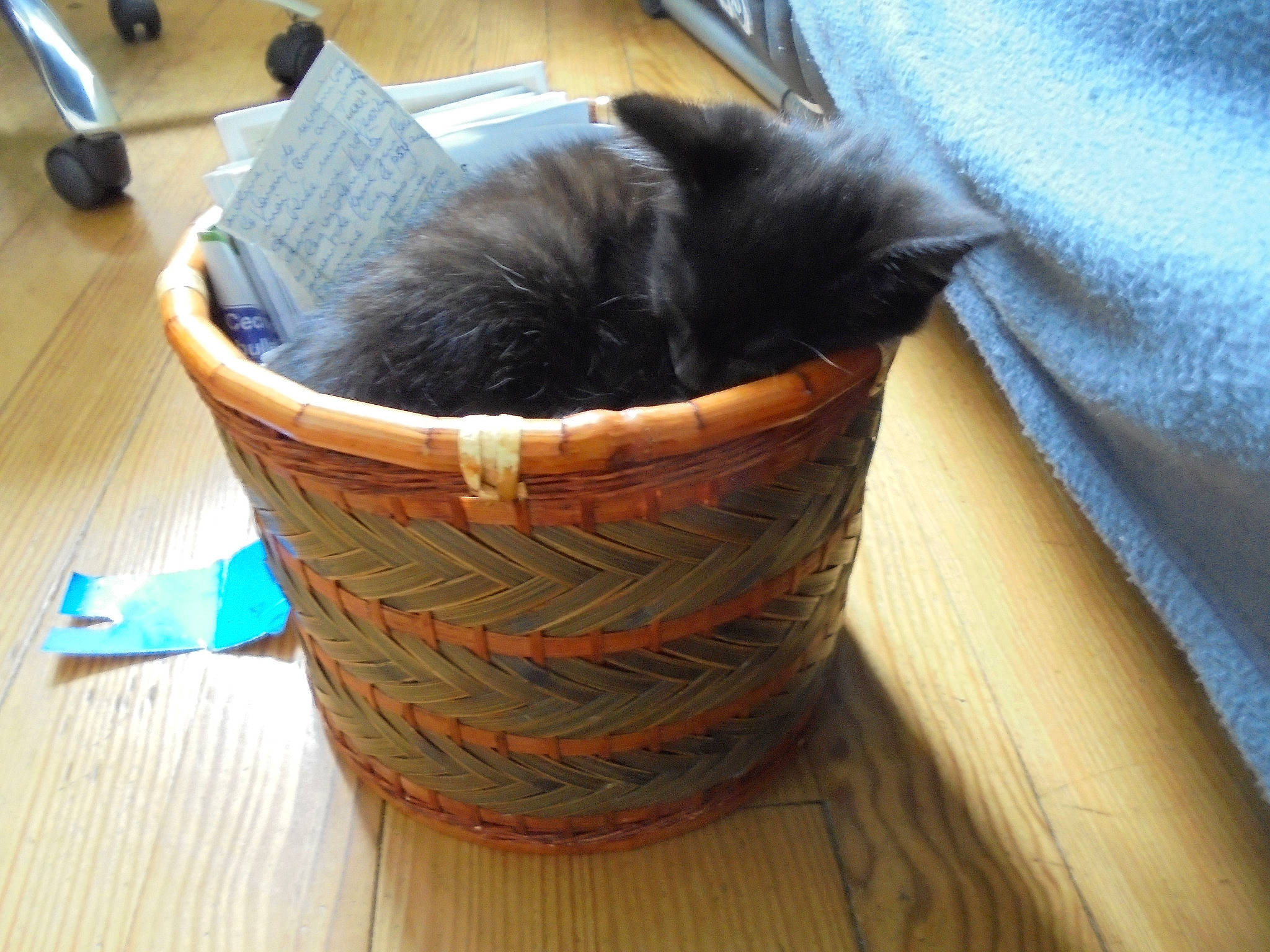 Margot participe au concours pour gagner de l'argent avec cette photo : bag, basket, black_cat, box, carnivore, cat, cat_supply, comfort, domestic_short_haired_cat, felidae, flooring, fur, hardwood, luggage_and_bags, small_to_medium_sized_cats, tail, whiskers, wood, wood_stain, wool