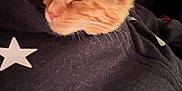 Merlin is registered to the contest to win money with this photo: cat, person, hoodie, star_pattern, orange_cat, sleeping_cat, close_up, indoor, cozy, relaxed, pet, animal, human, facial_piercing, black_hoodie, comfort, snuggle, whiskers, fur, chin