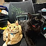 Merlin is registered to the contest to win money with this photo: cat, cats, orange_cat, black_cat, pet, indoor, chair, collar, feline, domestic_animal, resting, curious, mesh_chair, household_items, companion, two_animals, fur, whiskers, alert, cute