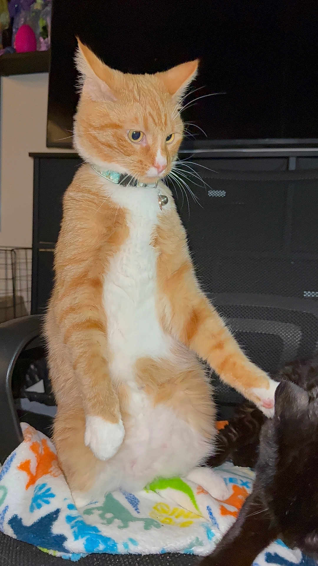 Merlin is registered to the contest to win money with this photo: cat, ginger_cat, white_cat, black_cat, pets, indoor, blanket, dinosaur_pattern, feline, animal, sitting, upright, collar, bell, whiskers, furniture, chair, domestic, curious, companion