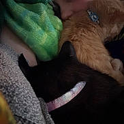 Merlin joined the competition — help win amazing prizes! person, cat, orange_cat, black_cat, collar, blanket, cuddle, snuggle, fur, face, indoor, cozy, soft_texture, pet, resting, closeup, sleepy, warm, comfort, domestic