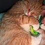 Merlin is registered to the contest to win money with this photo: cat, kitten, orange_tabby, sleeping, cute, pet, furry, paws, toy, cozy, close_up, whiskers, nap, domestic_cat, fur, animal, adorable, resting, indoor, soft