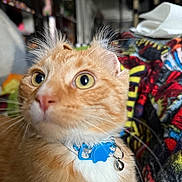 Merlin is registered to the contest to win money with this photo: animal, bell, blanket, cat, close_up, collar, colorful, curious, cute, domestic_animal, ears, fur, furniture, indoor, mammal, orange_tabby, pet, shelf, whiskers, wide_eyes