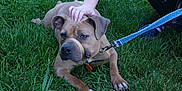 Emerald joined the competition — help win amazing prizes! dog, muzzle, grass, person, hand, leash, outdoor, sunlight, greenery, petting, canine, resting, casual, nature, summer, animal, human, relaxation, daytime, companion