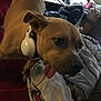 Emerald joined the competition — help win amazing prizes! dog, headphones, tongue_out, blanket, bed, indoor, cat, desk, chair, window, light, playful, pet, animal, furniture, room, tongue, cozy, household, resting