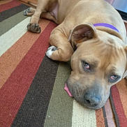 Emerald is registered to the contest to win money with this photo: dog, brown_dog, lying_down, tongue_out, striped_rug, indoor, floor, pet, canine, resting, ears, collar, home, domestic_animal, cute, sleepy, animal, muzzle, paw, relaxed