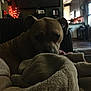 Emerald joined the competition — help win amazing prizes! dog, blanket, indoor, dim_lighting, curious, cozy, living_room, furniture, home, brown_dog, soft_texture, relaxed, pet, curled_up, quiet, shadow, window, kitchen, casual, resting