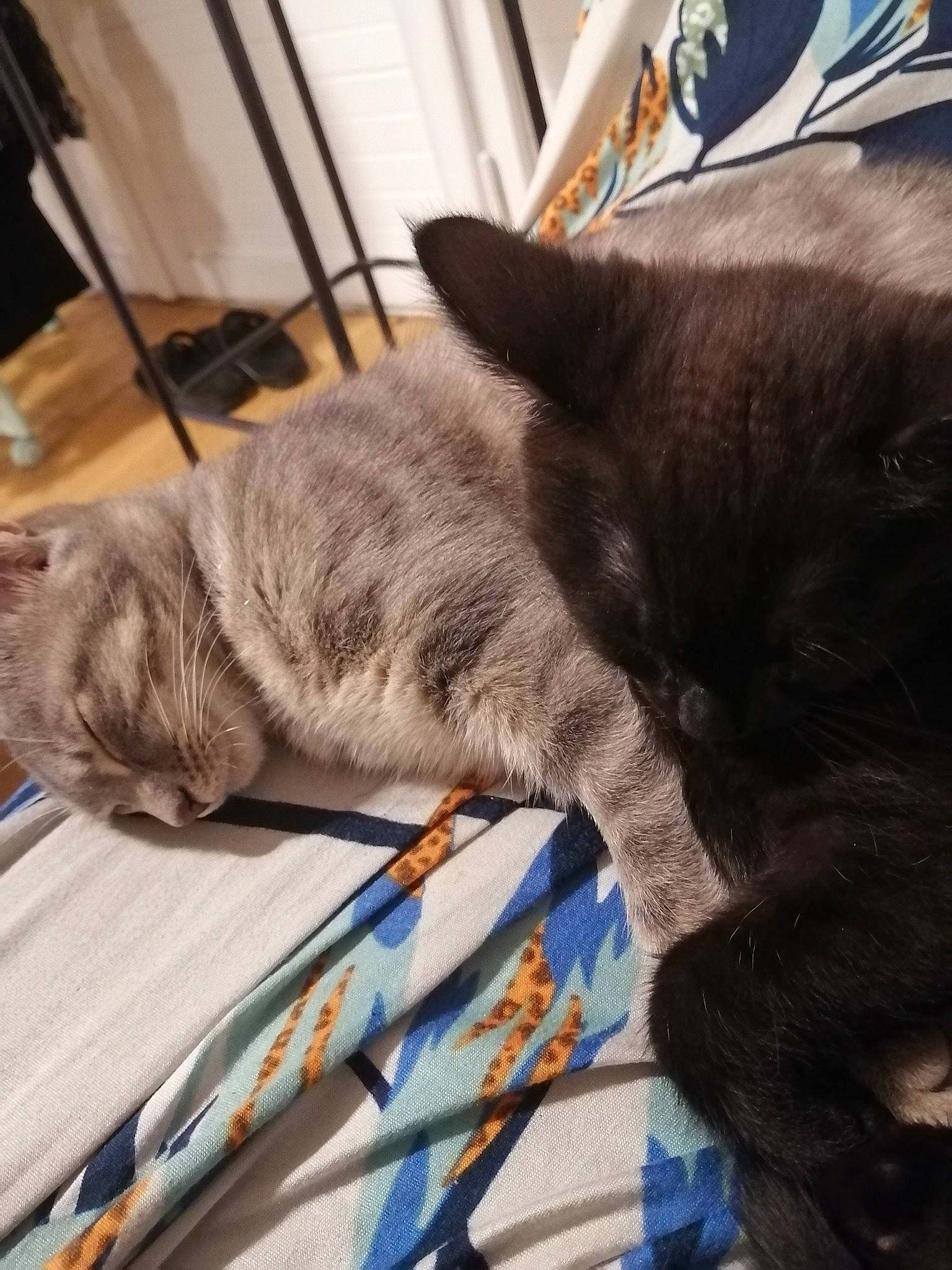 Hestia a rejoint le concours — aidez-le/la à gagner de superbes lots ! black_cat, british_shorthair, carnivore, cat, chartreux, domestic_short_haired_cat, ear, fawn, felidae, fur, kitten, korat, nap, nebelung, russian_blue, sleep, small_to_medium_sized_cats, tail, whiskers